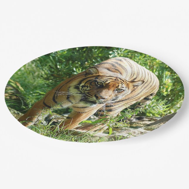 Prato De Papel Sumatran Tiger 1 (Inclinado)