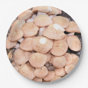 Prato De Papel Tabescens do Armillaria ou cogumelos de mel