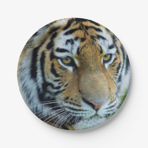 Prato De Papel Tigre Siberiano, Placa de Papel Tigre Amur