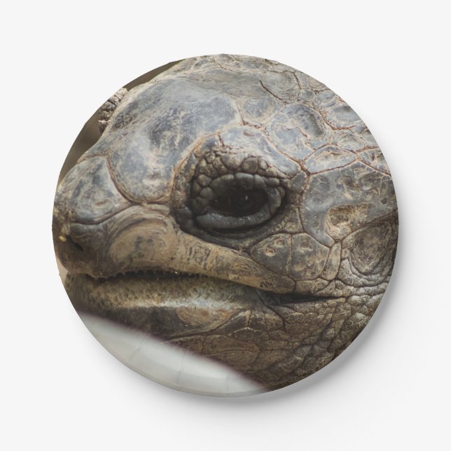 Prato De Papel Tortoise (Frente)