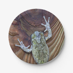 Prato De Papel Treefrog na cerca de Cedar