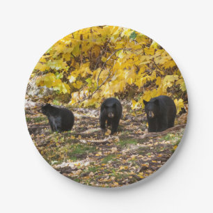 Prato De Papel Três ursos