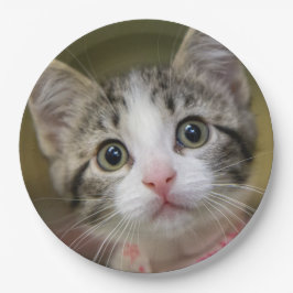Prato De Papel Um gatinho fofo com olhos verdes