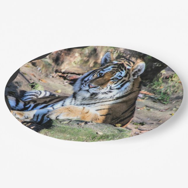 Prato De Papel Um Tigre Bengala Gordo (Inclinado)