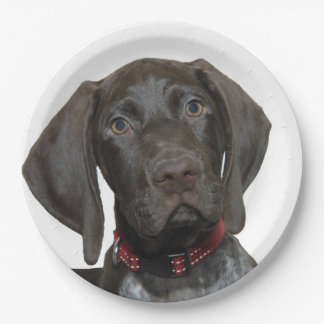 Prato De Papel Urso lustroso