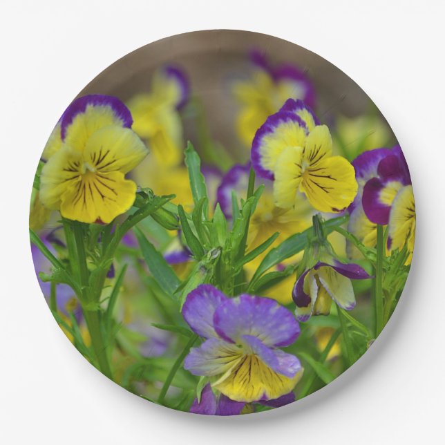 Prato De Papel Viola Paper Plate (Frente)
