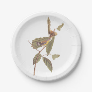Prato De Papel Warbler Swainson's em Oak Branch