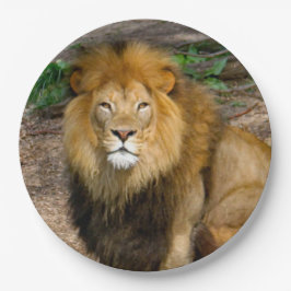 Prato De Papel Wildlife African Lion Sitting Photo