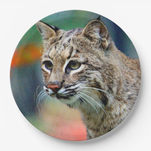 Prato De Papel Wildlife Bobcat Photo