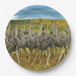 Prato De Papel Wildlife Ostrich Flock Photo