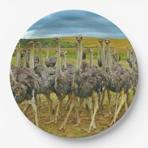 Prato De Papel Wildlife Ostrich Flock Photo