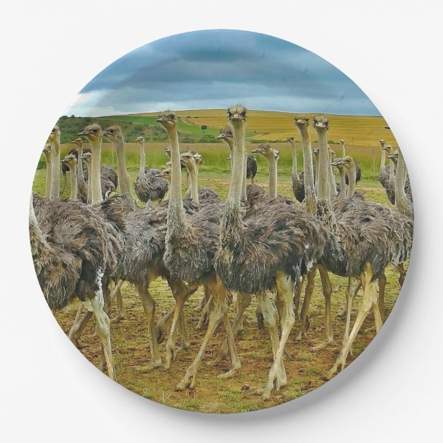 Prato De Papel Wildlife Ostrich Flock Photo (Frente)