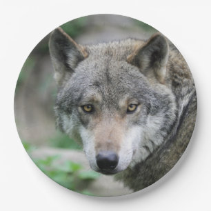 Prato De Papel Wolf_011