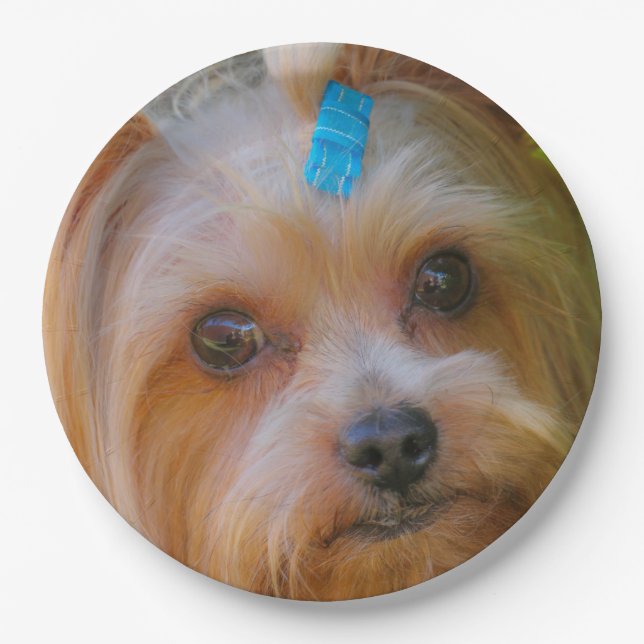 Prato De Papel Yorkshire Terrier Yorkie Breve favorita (Frente)