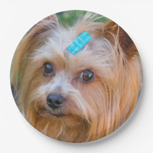 Prato De Papel Yorkshire Terrier Yorkie Breve favorita
