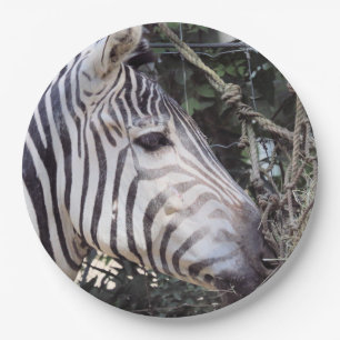Prato De Papel Zebra