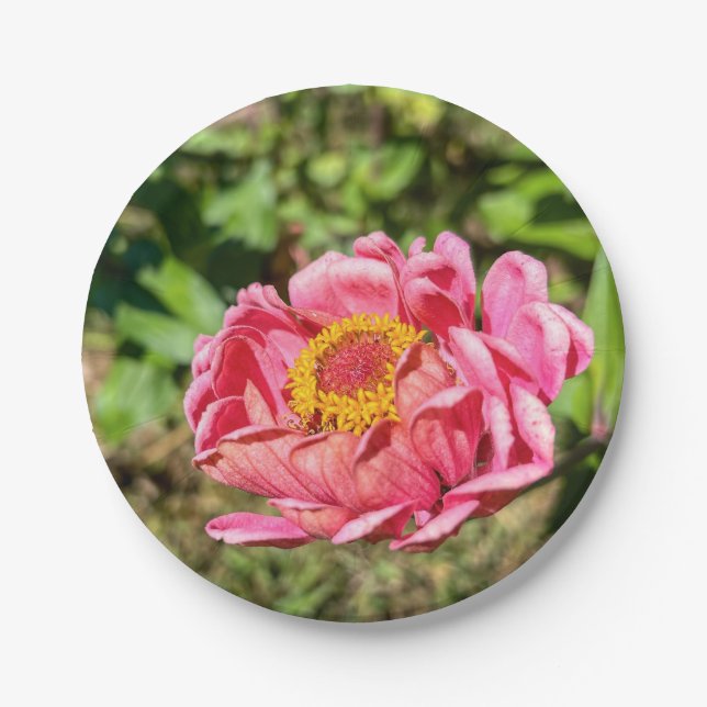 Prato De Papel Zinnia rosa com centro amarelo (Frente)