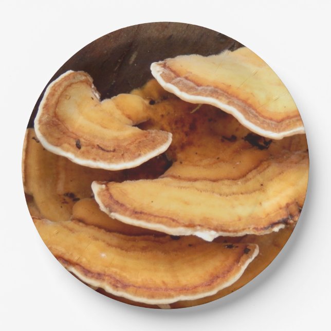 Pratos de Papel de Fungos Stereum Hirsutum (Frente)
