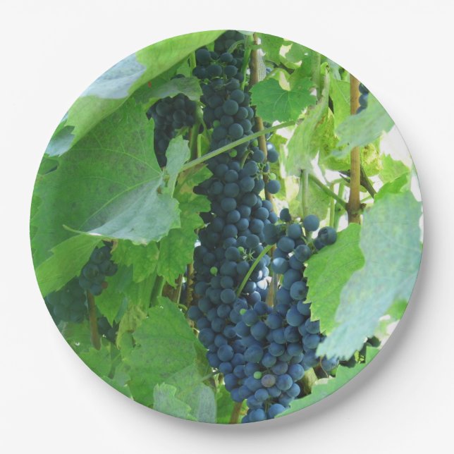 Pratos de Papel Uvas Azuis (Frente)