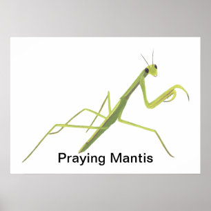 Praying Mantis Painting Custom Posters