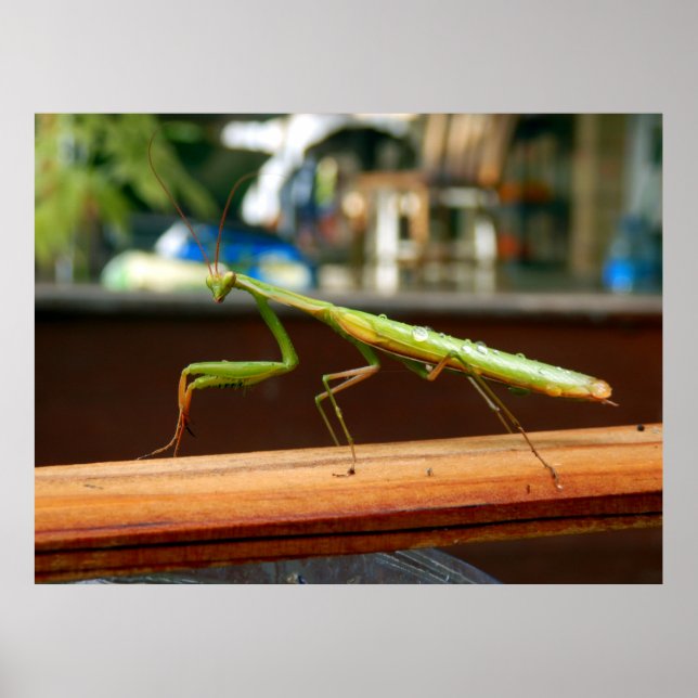 Praying Mantis Poster (Frente)