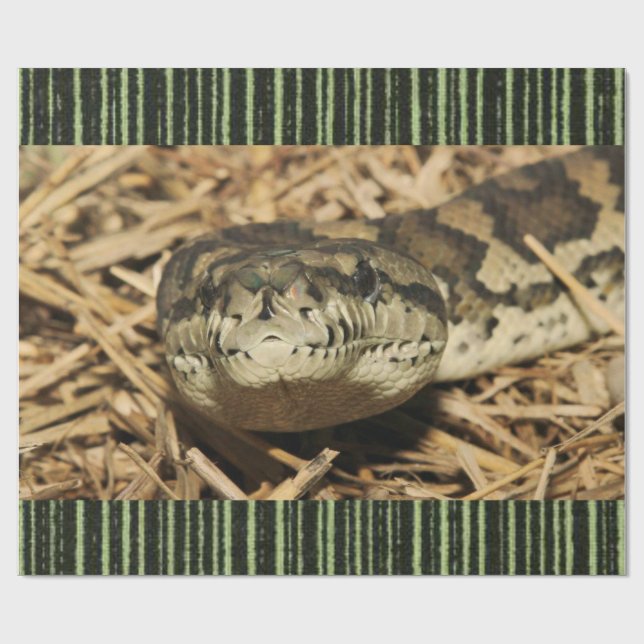 Presente Cobra de papel de enrolamento brilhante (Aberto)