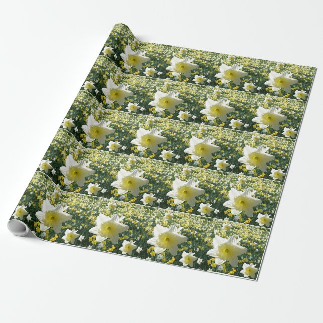 Presente Daffodils Spring Flowers Papel de Acondicionamento (Desenrolado)