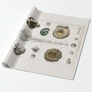 PRESENTE PAPEL DE EMBALAGEM: GRÁFICO FÓSSEO DA VINTAGEM: 