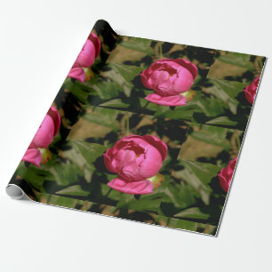 Presente Papel de emblema de pénia rosa, cor-de-rosa