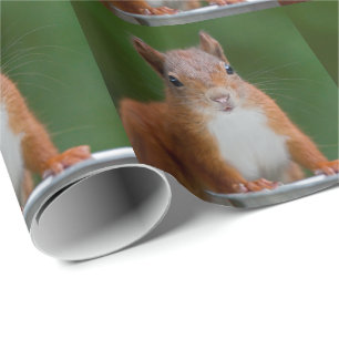 Presente Papel de enrolamento de esquilo sedento