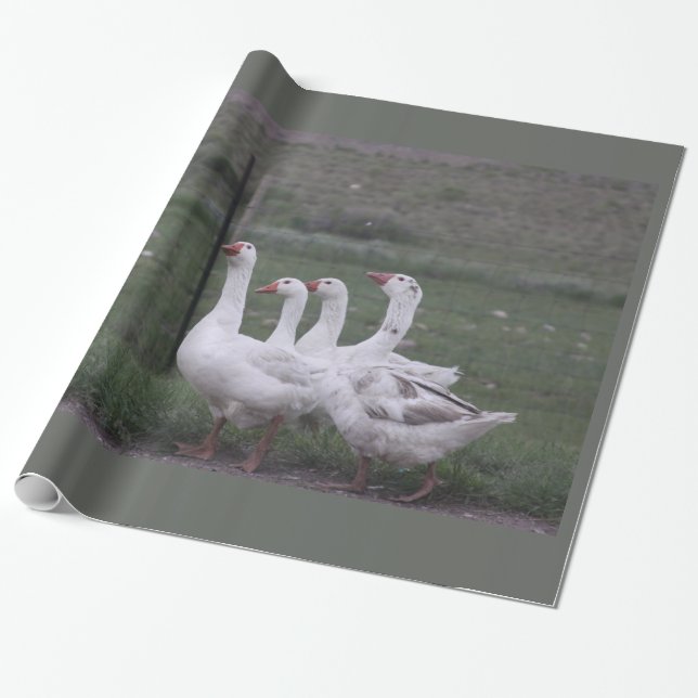 Presente Papel de enrolamento de patos (Desenrolado)