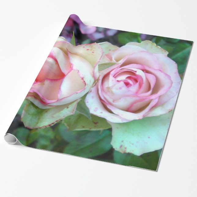 Presente Papel de enrolamento de rosas rosa (Desenrolado)