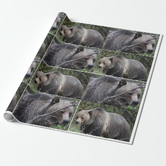 Presente Papel de enrolamento do urso grizzly