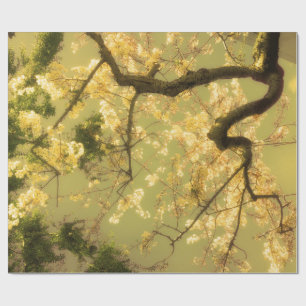 Presente Papel de enrolamento Papel Roll Ramificação de F