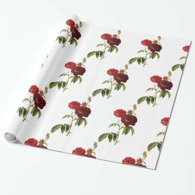 Presente Papel de enrolamento, ROSA de 30" x 6' SEED FELIZ (Desenrolado)