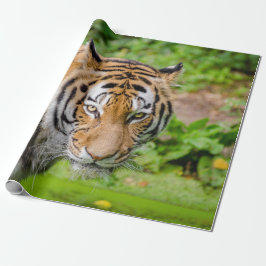 Presente Papel de enrolamento Tiger