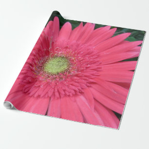 Presente Papel de envolvimento da margarida do Gerbera