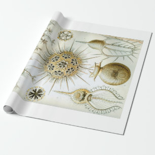 Presente Papel de envolvimento de Ernst Haeckel Phaeodaria