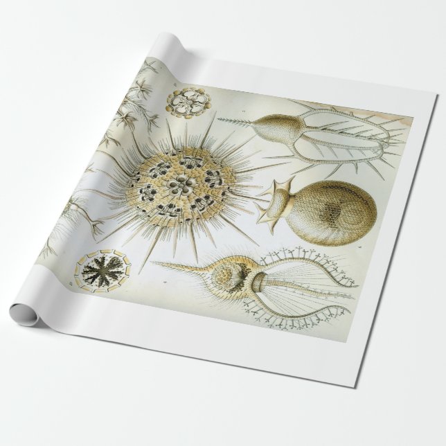 Presente Papel de envolvimento de Ernst Haeckel Phaeodaria (Desenrolado)
