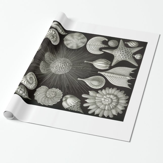 Presente Papel de envolvimento dos escudos de Ernst Haeckel (Desenrolado)
