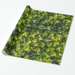 Presente Papel de envolvimento verde da hera