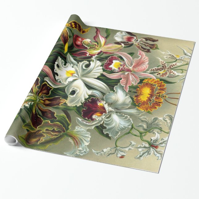 Presente Papel de moldagem das Orchidaceae de Ernst Haeckel (Desenrolado)