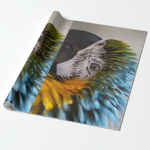 Presente Papel de Moldagem de Papagaio Macaw