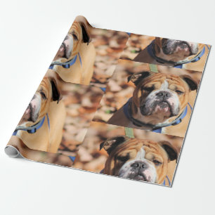 Presente Papel de ondulação Buddy Bulldog