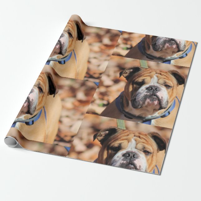 Presente Papel de ondulação Buddy Bulldog (Desenrolado)