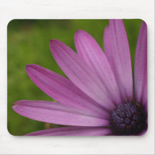 Presente roxo da margarida africana do mousepad