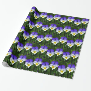 Presente violetas bonitos do papel de envolvimento