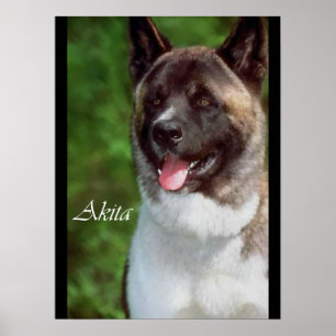 Presentes de Impressão de Arte Akita