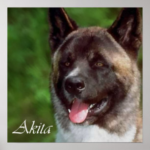 Presentes de Impressão de Arte de Akita