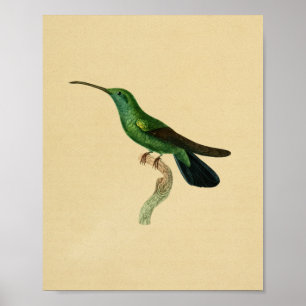 Preto 1830 do verde do impressão do colibri do